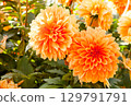秋季盛開的橙色大麗花(世羅町花之森) 秋季盛開的橙色大麗花(世羅町花之森) 129791791