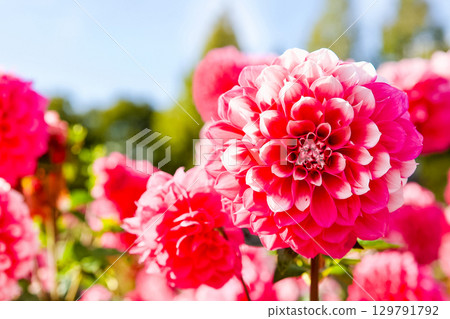 粉紅色大麗花在藍天下閃閃發光（世羅町花之森） 129791792