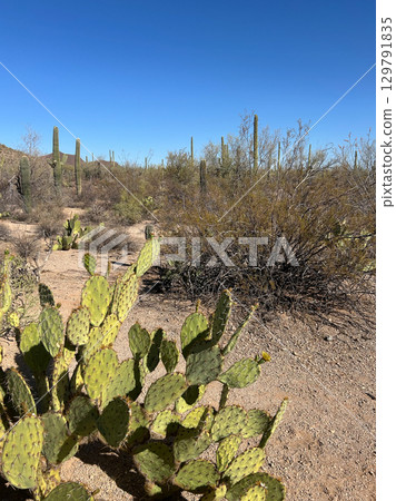 Prickly pear cactus in desert landscape in Saguaro National Park, Arizona 129791835