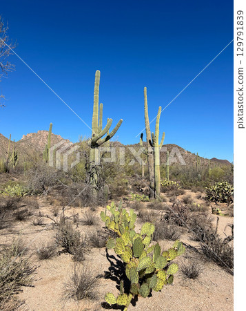 Prickly pear and saguaros in Saguaro National Park, Arizona desert Prickly pear and saguaros in Saguaro National Park, Arizona desert 129791839