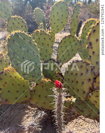 Red cactus flower and backlit prickly pear in Saguaro National Park 129791841