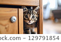 Curious kitten peeking from wooden cabinet, showcasing big eyes and playful demeanor. warm tones of wood create cozy atmosphere, inviting sense of joy and wonder 129791854
