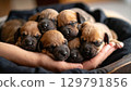 Cuddly puppies rest peacefully in hand, showcasing their adorable features and soft fur. This heartwarming scene captures essence of love and companionship 129791856