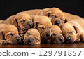 Sleeping puppies create adorable scene, showcasing their soft fur and peaceful expressions. This heartwarming image captures essence of comfort and tranquility among these playful animals 129791857