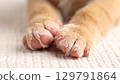 Close up of cat paws resting on soft surface, showcasing delicate fur and pink pads, evoking sense of warmth and comfort 129791864