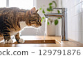 Curious cat observes flowing faucet, captivated by water droplets. scene captures moment of playful intrigue in bright, modern kitchen setting 129791876
