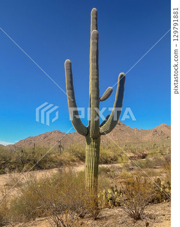 Majestic Saguaro cactus with arms in Arizona desert landscape 129791881