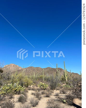 Prickly pear and saguaros in Saguaro National Park, Arizona desert 129791924