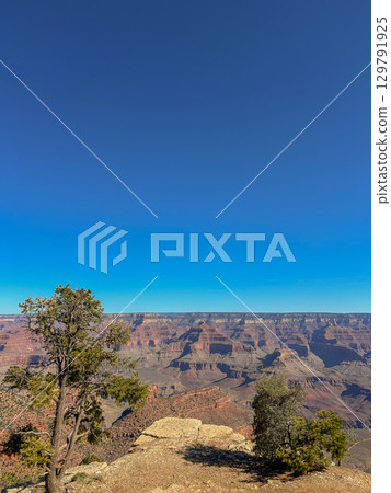 Grand Canyon National Park vista framed by trees in Arizona 129791925