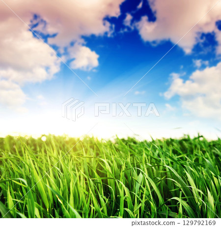 grass grass 129792169