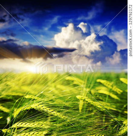 field field 129792172