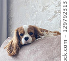Cute cavalier King Charles spaniel lying on sofa at home 129792313