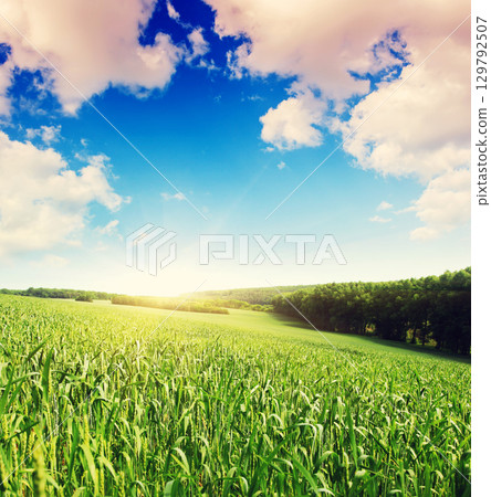 Summer field and sunlight in blue sky. 129792507