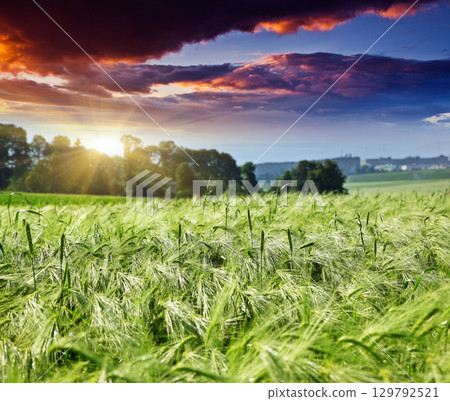 field field 129792521