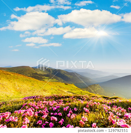 flower flower 129792551