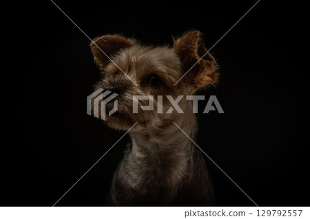 Yorkshire Terrier Mugi 129792557