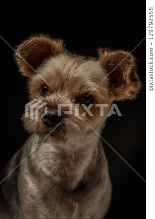 約克夏梗麥君 129792558