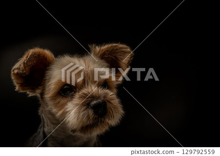 Yorkshire Terrier Mugi Yorkshire Terrier Mugi 129792559