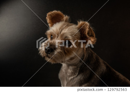 Yorkshire Terrier Mugi 129792563
