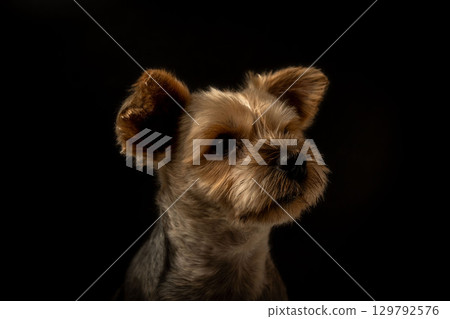 Yorkshire Terrier Mugi 129792576