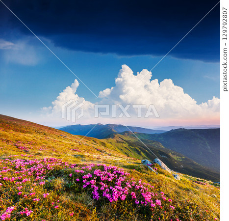 flower flower 129792807