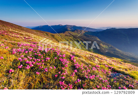 flower flower 129792809