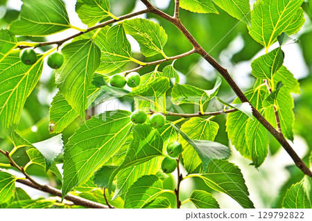 Green Zelkova fruit (summer, August) Green Zelkova fruit (summer, August) 129792822