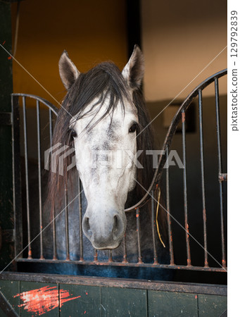 Head of a beautiful horse 129792839
