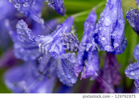 雨後帶有水滴的紫色百子蓮 雨後帶有水滴的紫色百子蓮 129792875