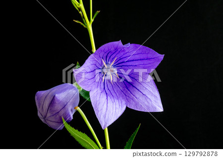 Purple bellflowers on a black background 129792878