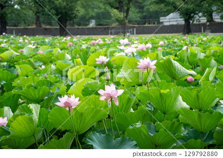Lotus flowers in full bloom at Takada Castle Ruins Park 129792880