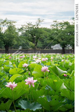 Lotus flowers in full bloom at Takada Castle Ruins Park Lotus flowers in full bloom at Takada Castle Ruins Park 129792881