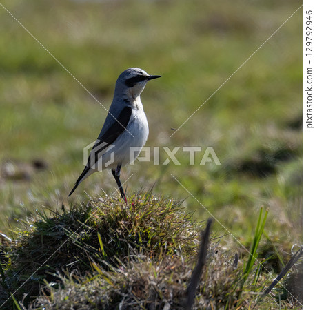 Northern Wheatear (Oenanthe oenanthe) sitting on a beach meadow on southern Oland, Sweden. Northern Wheatear (Oenanthe oenanthe) sitting on a beach meadow on southern Oland, Sweden. 129792946
