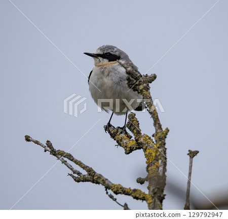 Northern Wheatear (Oenanthe oenanthe) sitting in a tree on southern Oland, Sweden. Northern Wheatear (Oenanthe oenanthe) sitting in a tree on southern Oland, Sweden. 129792947