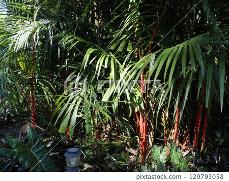 Red-stemmed colonnade - Redneck palm at Cairns Botanic Gardens 129793058