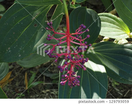 Purple jewel in a red stem - Myriantha at Cairns Botanic Gardens Purple jewel in a red stem - Myriantha at Cairns Botanic Gardens 129793059