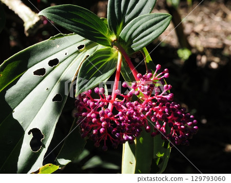 Purple grains on a red stem II - Myriantha at Cairns Botanic Gardens 129793060