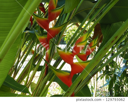 Hanging Flame Row - Heliconia at Cairns Botanic Gardens Hanging Flame Row - Heliconia at Cairns Botanic Gardens 129793062