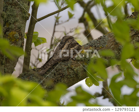 European Nightjar (Caprimulgus europaeus) resting in a tree on the southern tip of island Oland, Sweden. 129793121