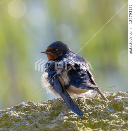 Barn Swallow (Hirundo rustica) sitting on a stone wall at southern Oland island, Sweden. 129793122