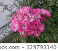 Small flower with pink color 129793140