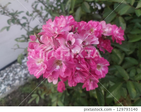 與桃紅色顏色的小花 129793140