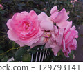 Pink rose flower 129793141