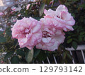 Pink beautiful roses 129793142