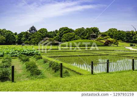 Okayama Korakuen Garden, Okayama Castle, Mount Yuishin, and rice fields, Okayama City, Okayama Prefecture 129793159