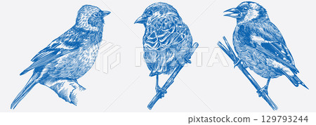 Set of European forest and garden birds. Chaffinch, Sparrow, black headed goldfinch. Engraved, hand 129793244