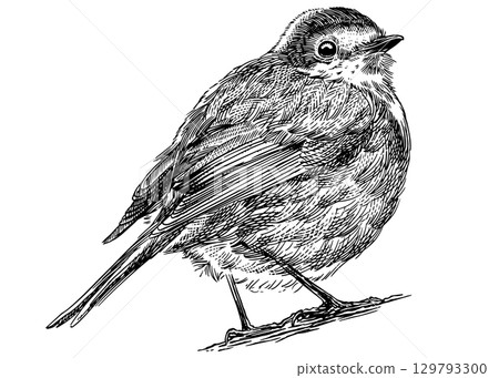 Robin hand drawn illustration. Isolated bird species in detailed engraving style, hatching and line 129793300