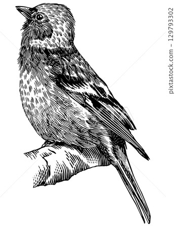 Common chaffinch. Hand drawn illustration. Isolated bird species in detailed engraving style 129793302