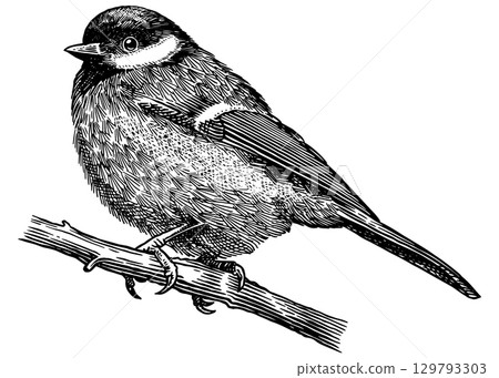 Great Tit on a branch. Hand drawn illustration. Isolated bird species in detailed engraving style Great Tit on a branch. Hand drawn illustration. Isolated bird species in detailed engraving style 129793303