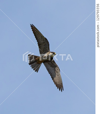 Eurasian Hobby (Falco subbuteo) adult, flying against blue sky on southern Oland, Sweden. Eurasian Hobby (Falco subbuteo) adult, flying against blue sky on southern Oland, Sweden. 129793356